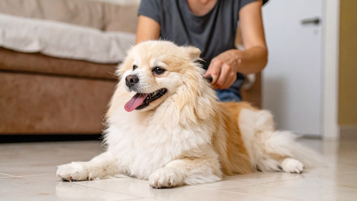 King Kanine Pet Grooming Supplies: Quality Tools for Every Pet Parent