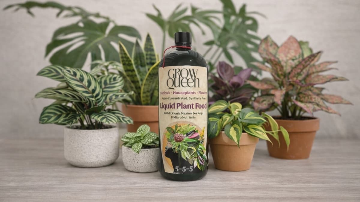 Grow Queen Organic Liquid Indoor Plant Food bottle surrounded by healthy indoor houseplants