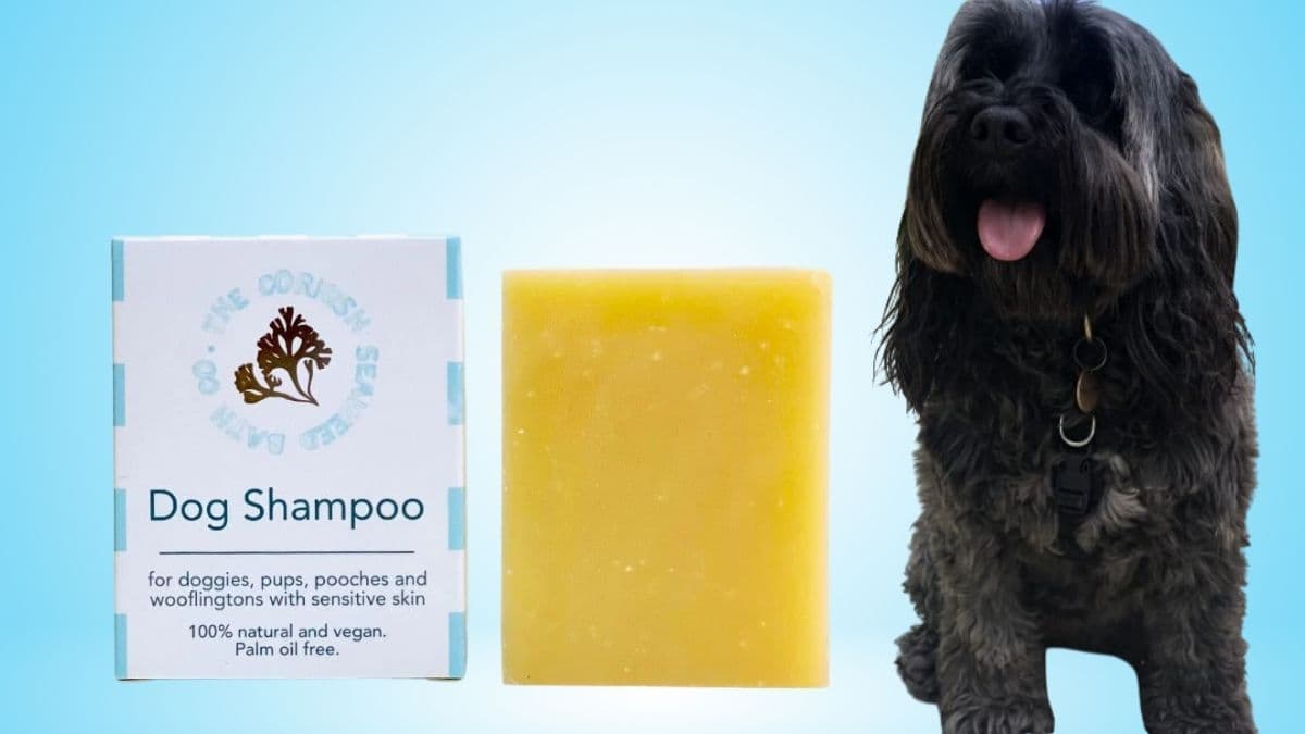 How the Cornish Seaweed Dog Shampoo Bar Helps You Clean Your Dog Gently and Cut Plastic Waste