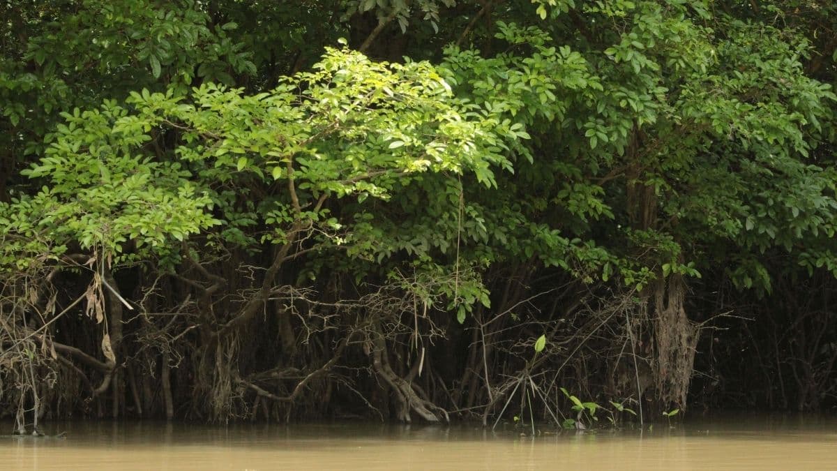 Hulala Home Plant a Tree: How Your Furniture Purchase Reforests Madagascar